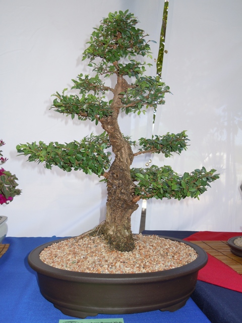 Chinese elm - training since 2010 - Piet Serfontein