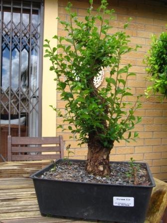 ChineseElm02