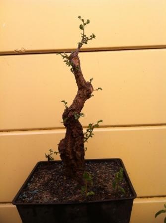 ChineseElm03