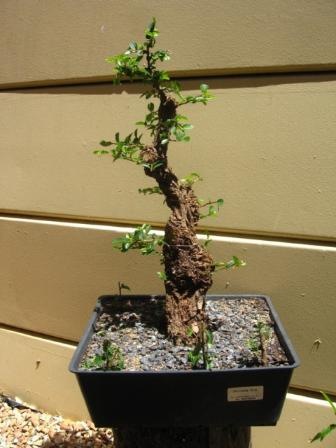 ChineseElm04