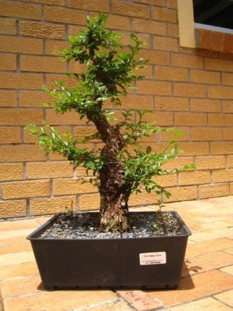 ChineseElm05