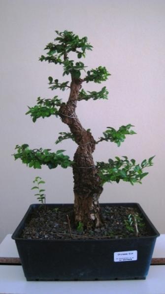 ChineseElm06