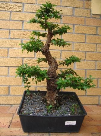 ChineseElm07