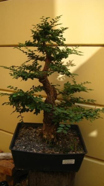 ChineseElm08