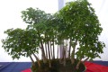 Tygerberg Bonsai show 2013