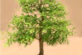 Bonsai in the Western Cape, South Africa