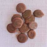 10 Seeds - Acacia Galpinii - Monkey Thorn