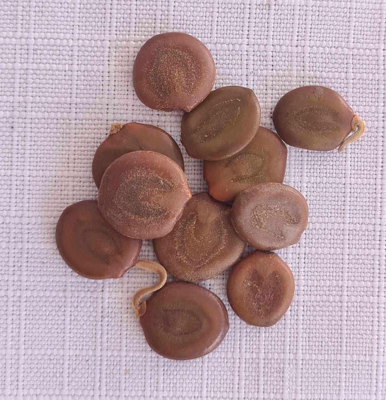 10 Seeds - Acacia Galpinii - Monkey Thorn