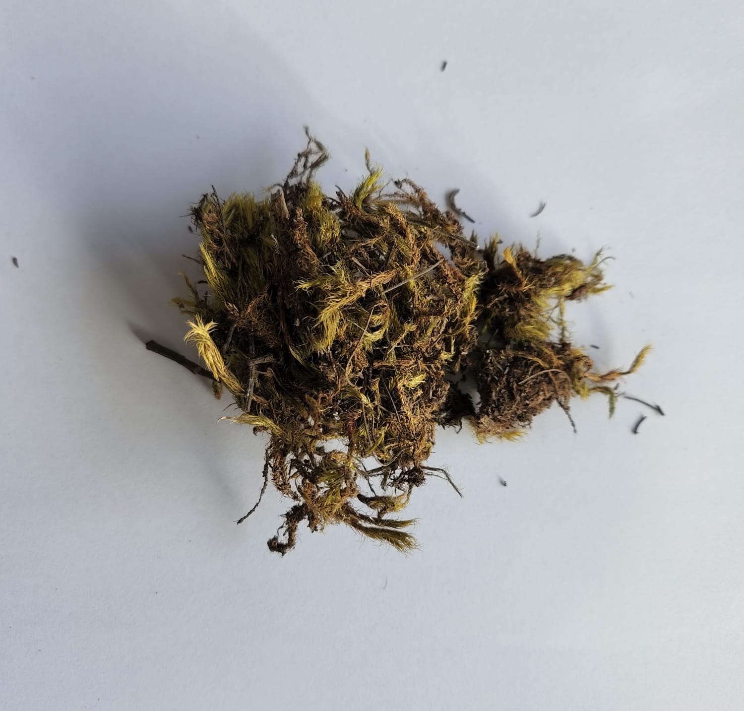 Green Sphagnum Moss - 100 gr