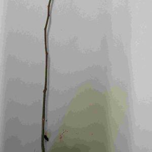 Celtis Sinensis - Chinese Hackberry - Seedlings