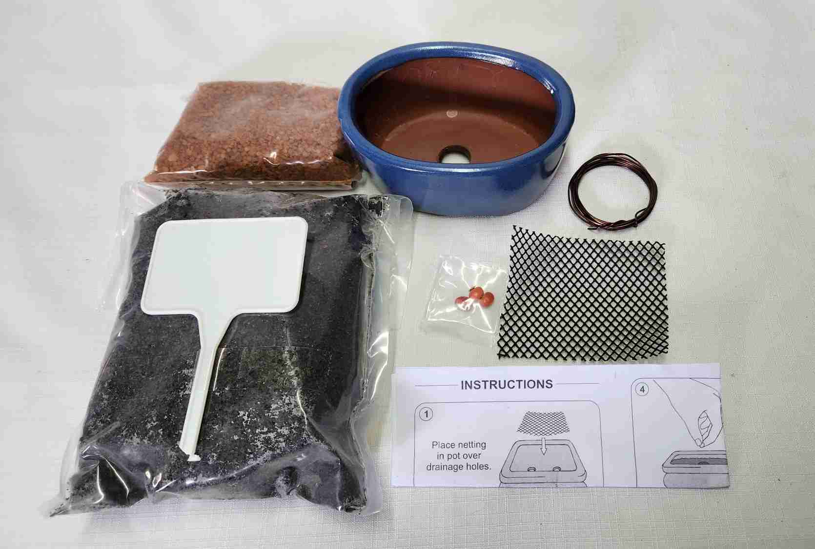 Bonsai Starter Kit - Coral tree (Erythrina lysistemon) - Image 3