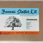 Bonsai Starter Kit - White Stinkwood (Celtis africana)
