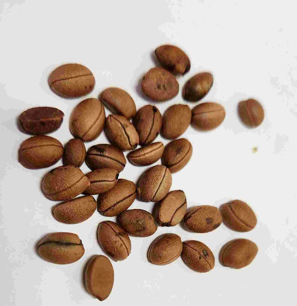 10 Seeds - Bladdernut - Wild Coffee - Diospyros Whyteana - Stone ...