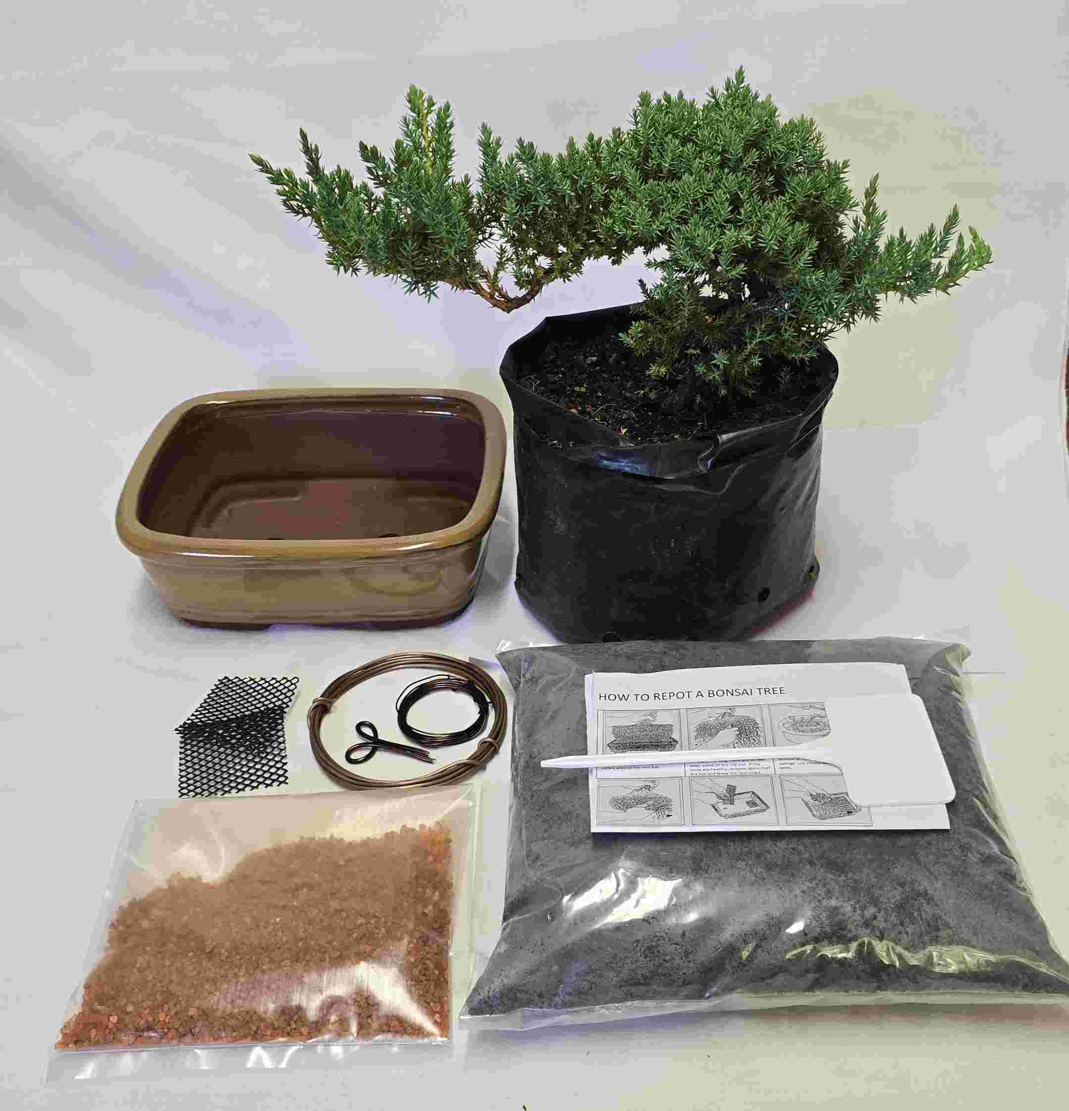 Make your own bonsai kit - Juniper Procumbens nana