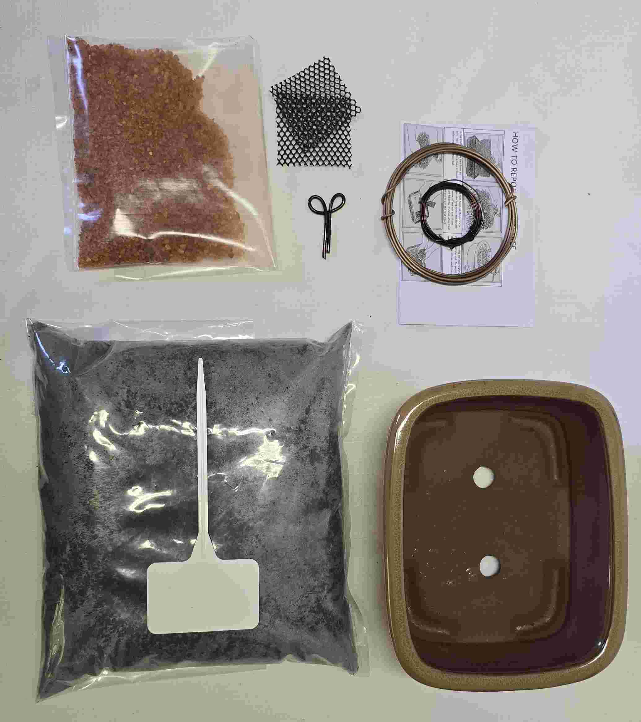 Make your own bonsai kit - Juniper Procumbens nana - Image 2