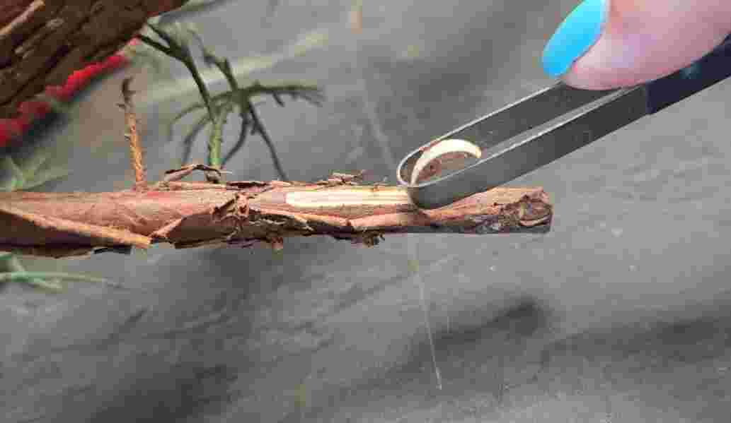 Jinning Tool - Bark Scraper - Specialized Tools For Deadwood - 190 mm - Image 5
