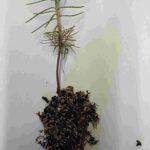 Japanese Black Pine - Pinus thunbergii -  Seedling plugs