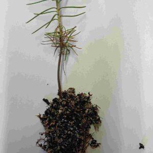 Japanese Black Pine - Pinus thunbergii - Seedling plugs