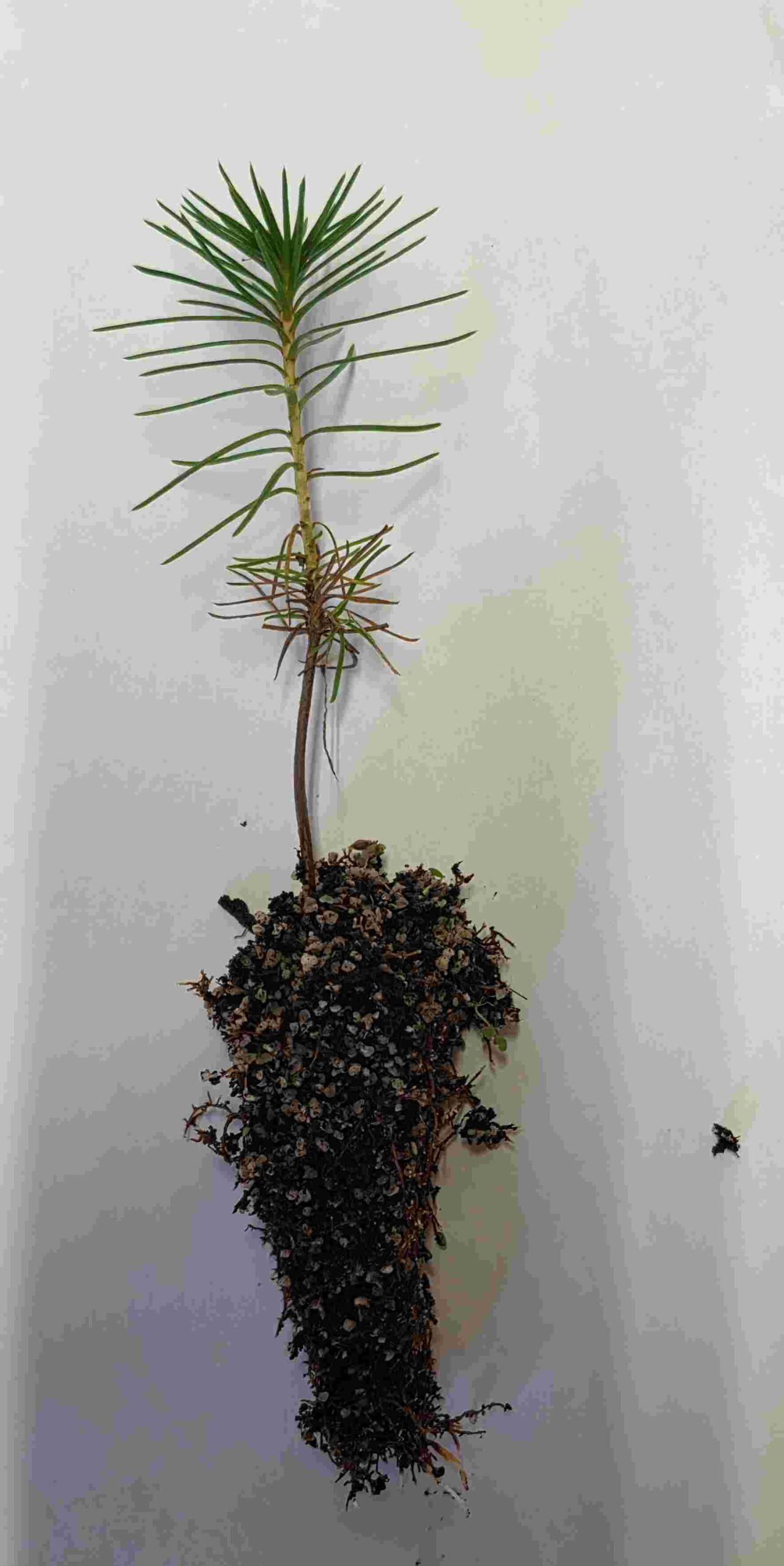 Japanese Black Pine - Pinus thunbergii - Seedling plugs