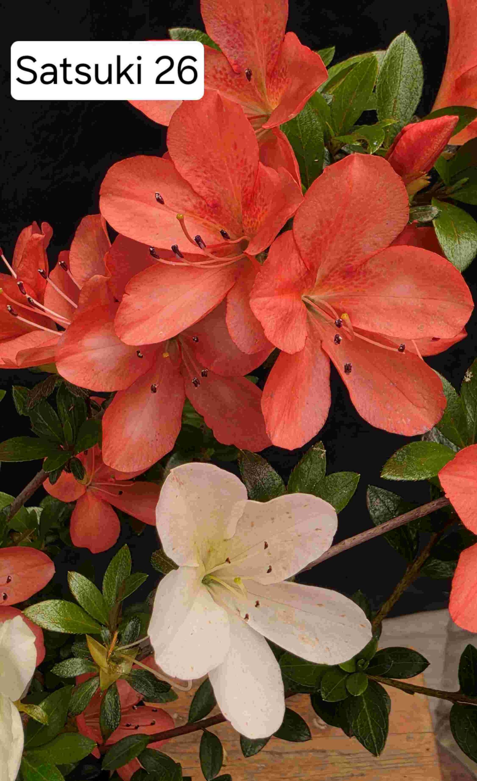 Satsuki Azalea - 2 year cuttings - #26 - Image 6