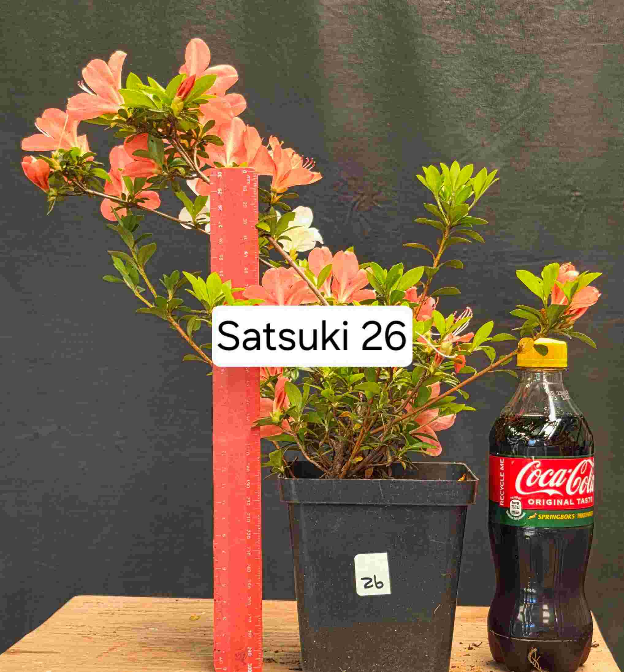 Satsuki Azalea - 2 year cuttings - #26 - Image 4