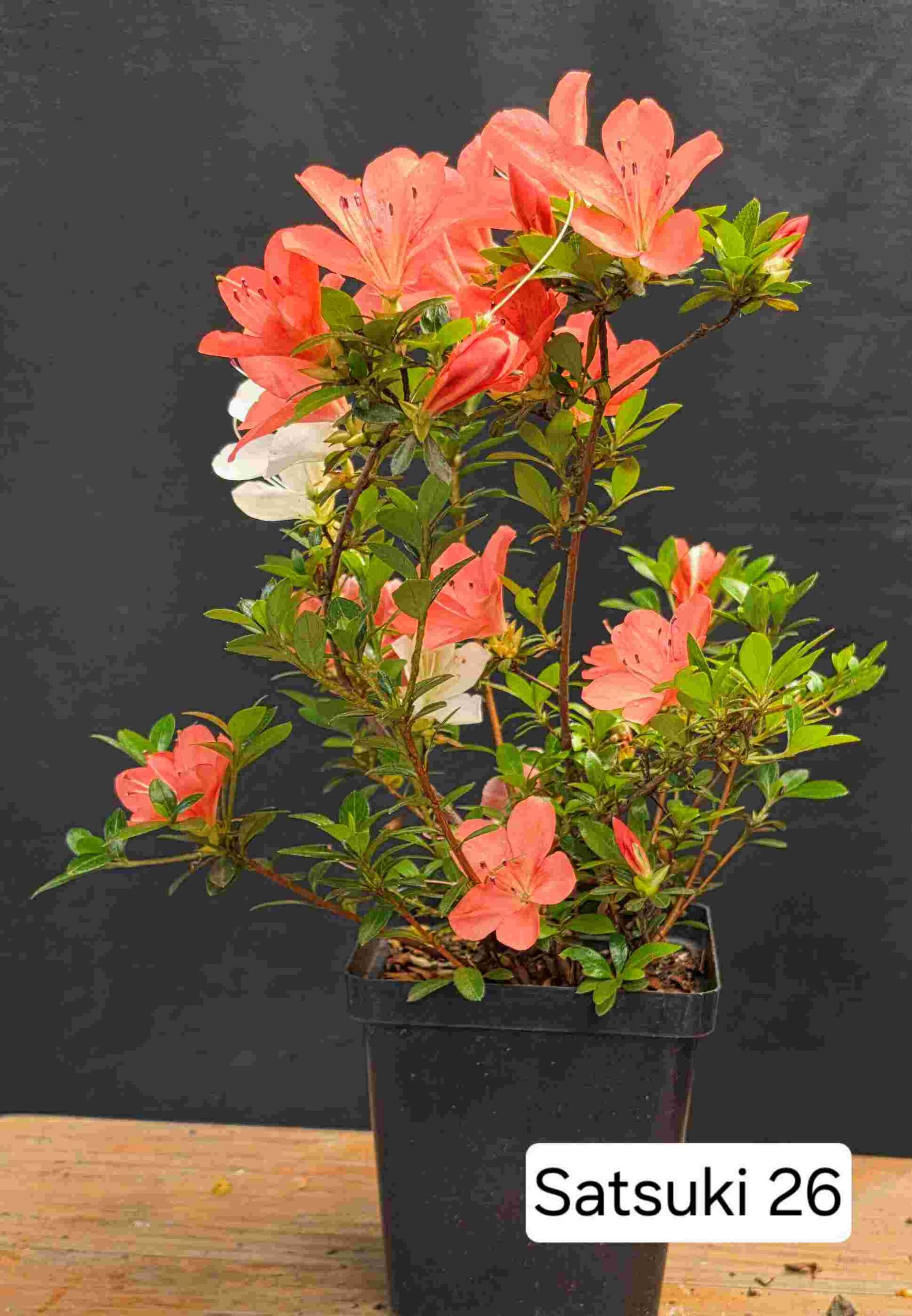 Satsuki Azalea - 2 year cuttings - #26 - Image 2