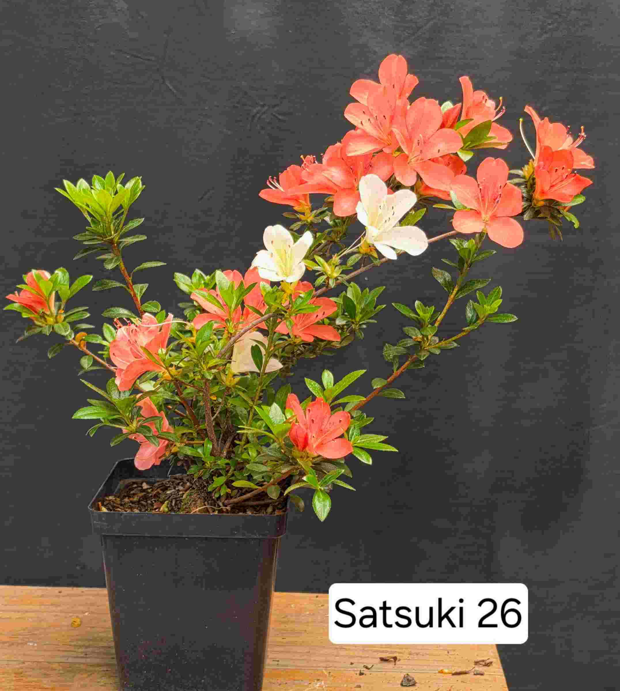 Satsuki Azalea - 2 year cuttings - #26